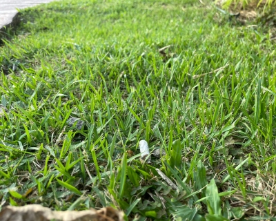 A cigarette lying on the grass.