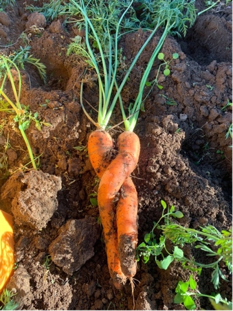 “Growing Together”