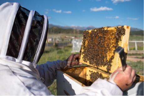 “Splitting hives”