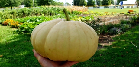 “Butterkin Squash Harvest at the Arma Community Garden”